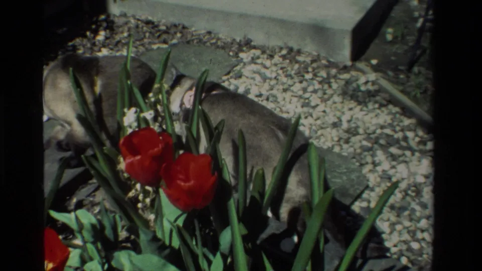 Two cats move through a California garden flower bed with red tulips, gravel, and a concrete step in 1984 8mm footage.