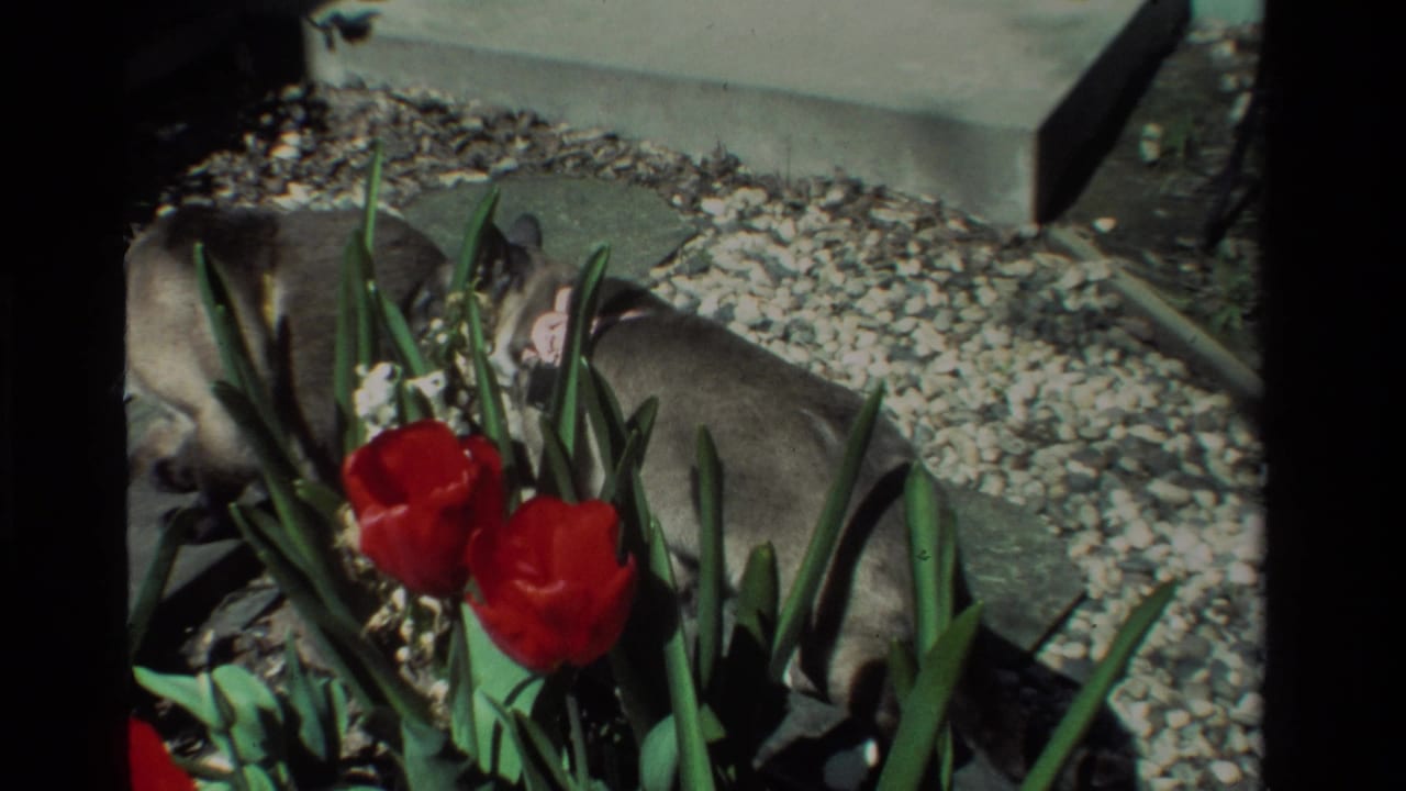 Cats remain partly obscured by tulips and foliage in a sunlit California garden, with gravel and a concrete step behind them.