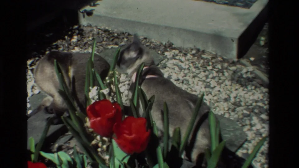 In the 1984 garden footage, one cat lifts its head while the other remains tucked among red tulips and green leaves.