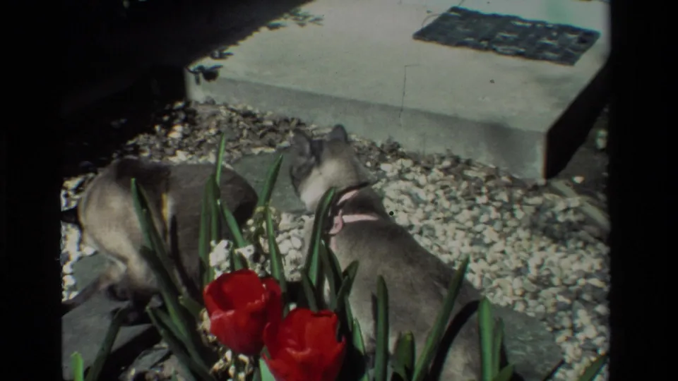 Two cats cross the flower bed behind red tulips in a California garden, with gravel and a concrete step visible in the background.