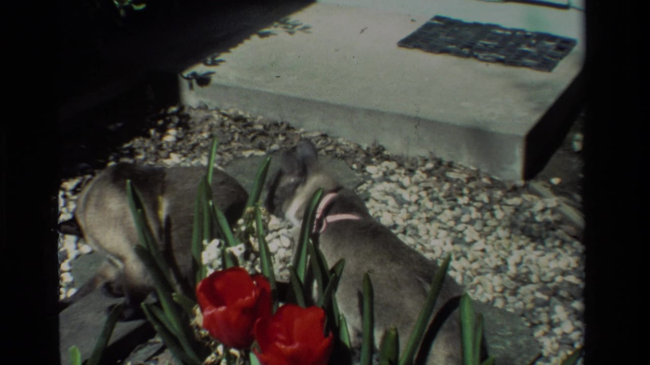 Two Siamese cats lie in a California garden bed near red tulips, white gravel, paving stones, and a concrete step in 1984 home-movie footage.
