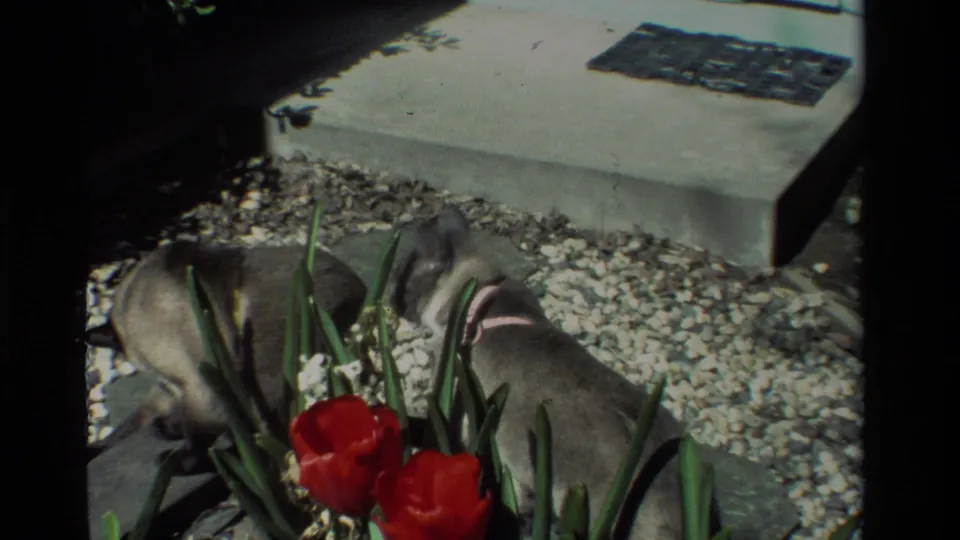 Two Siamese cats lie in a California garden bed near red tulips, white gravel, paving stones, and a concrete step in 1984 home-movie footage.