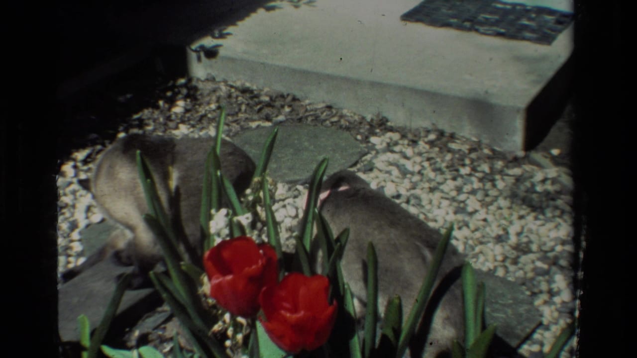 Two cats lie partly behind tulips and leaves in a gravel garden bed.