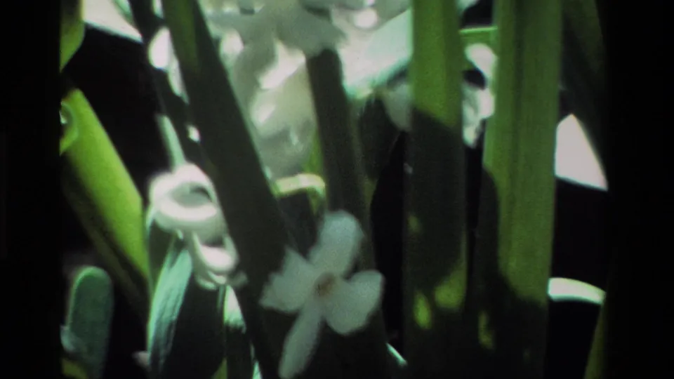 Close 8mm view of pale white flowers and green stems in a garden, with soft focus and strong contrast from the film exposure.