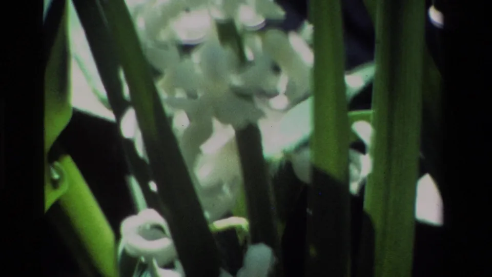 White blossoms and tall green leaves fill the frame in a soft, grainy 1984 California garden close-up on 8mm film.