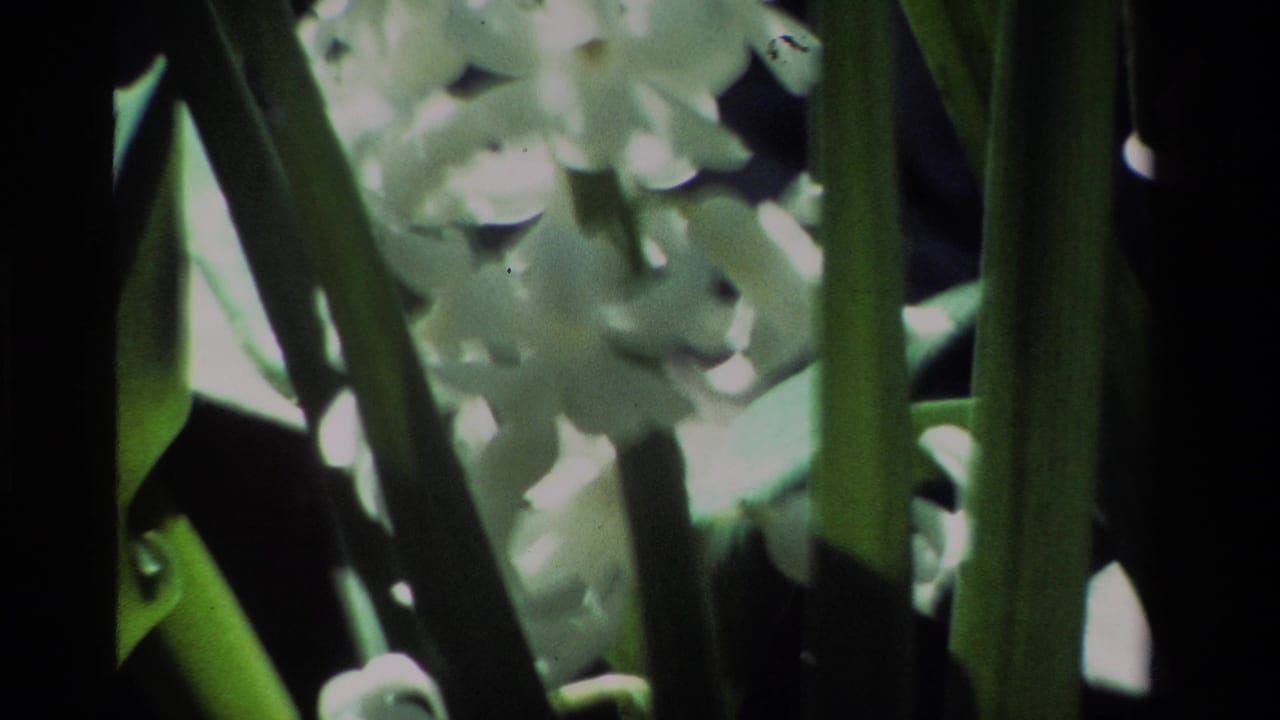 1984 California 8mm close-up of white hyacinth flowers, green leaves, and dark shadowed background.