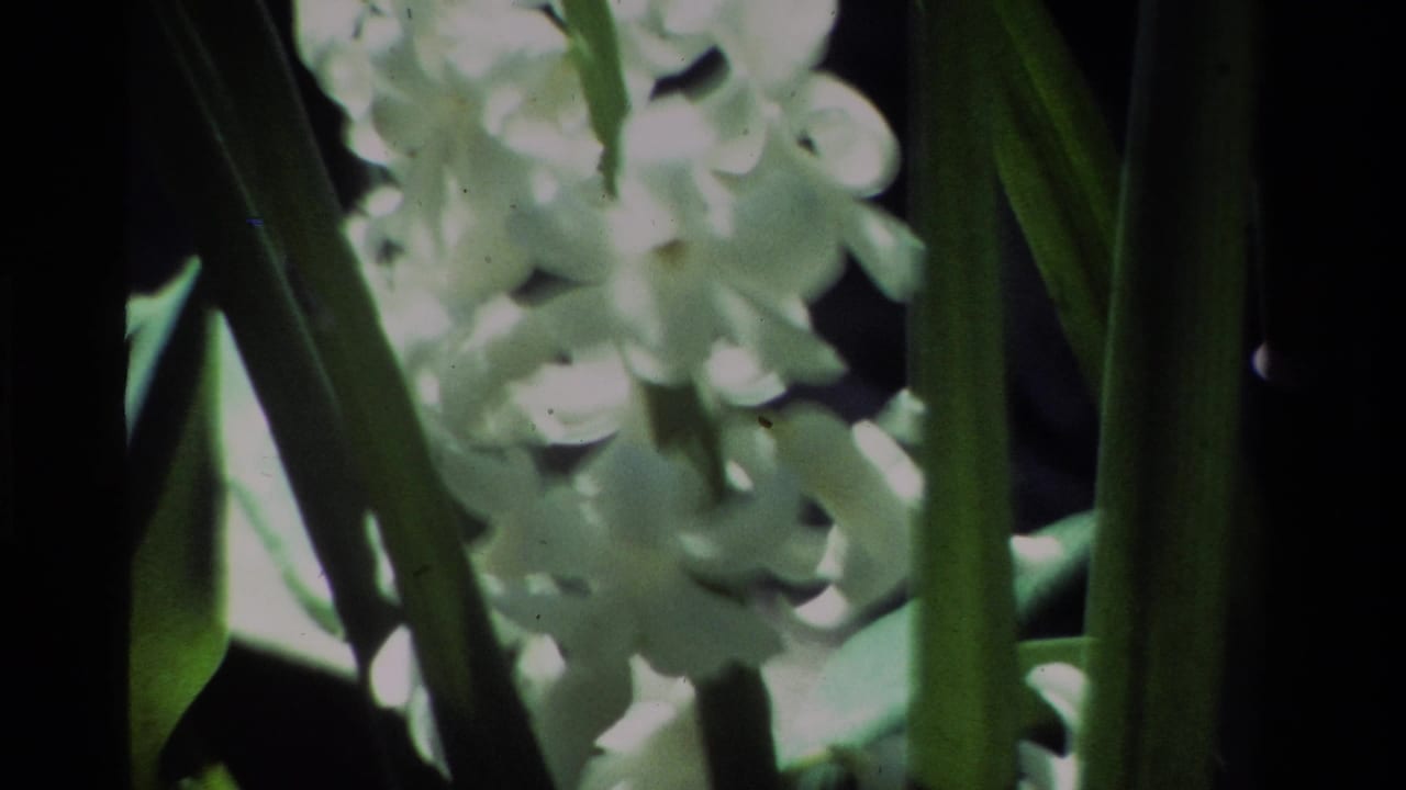 Close 8mm view of white hyacinth flowers in California, with tall leaves and high-contrast sunlight.