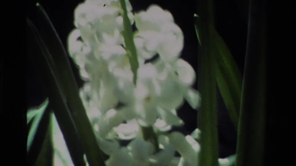 Soft 1984 8mm floral close-up showing white hyacinth blooms and green leaves in bright sun and shadow.