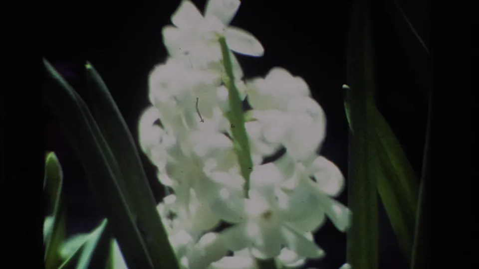 California 1984 8mm frame of white hyacinth flowers on a stem, surrounded by leaves and high-contrast shadow.