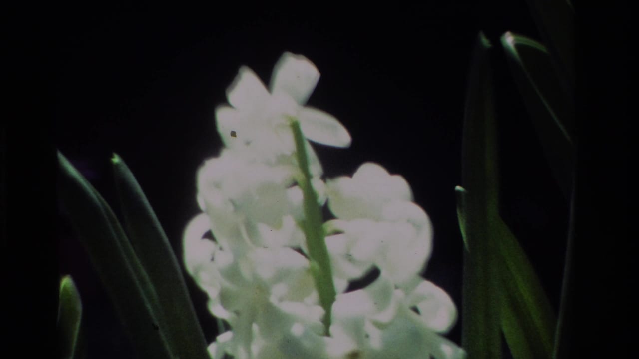Soft 8mm frame of white blossoms and tall green leaves in a California garden, with bright highlights and dark surrounding foliage.