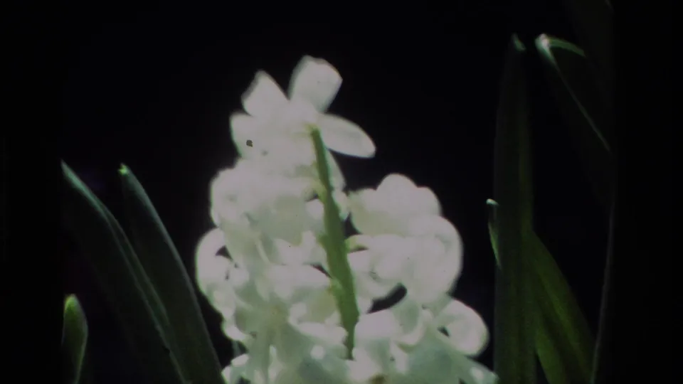 Soft 8mm frame of white blossoms and tall green leaves in a California garden, with bright highlights and dark surrounding foliage.