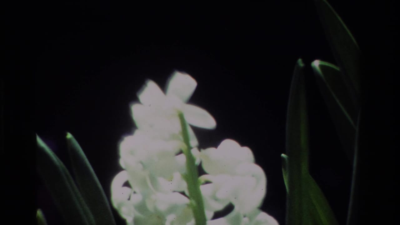 White flowers and vertical leaves appear in soft focus, with the 1984 home-movie scan showing grain and highlight bloom.