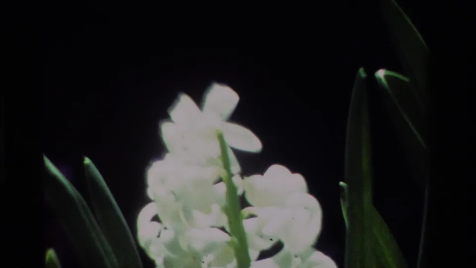 Close garden frame with white blossoms, green foliage, and visible small-gauge film texture from the California home movie.