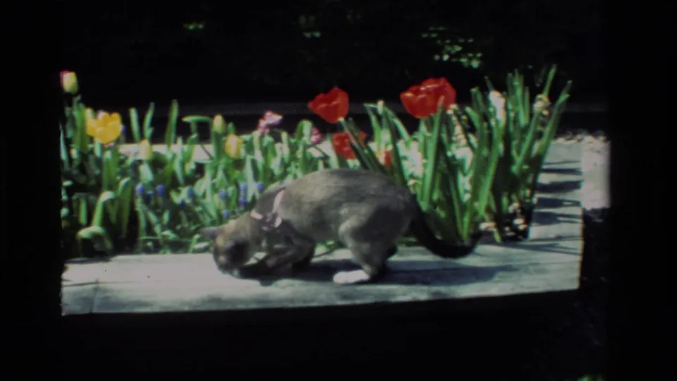 A gray cat moves across a low garden bench or ledge before red, yellow, and purple tulips in the 1984 California home movie.