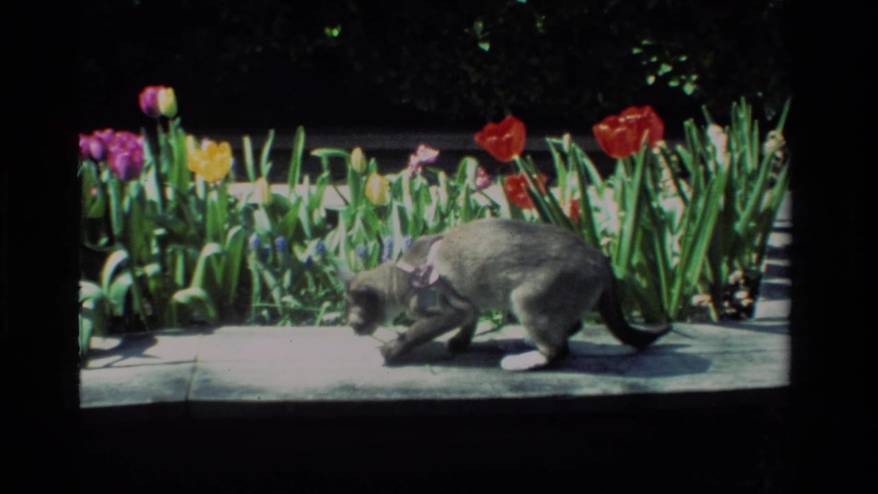 In a 1984 California home-movie frame, a gray cat in a pink harness crouches near red, yellow, and purple tulips along a stone path.