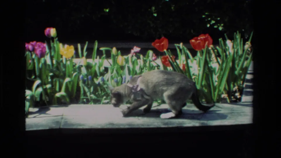 In a 1984 California home-movie frame, a gray cat in a pink harness crouches near red, yellow, and purple tulips along a stone path.
