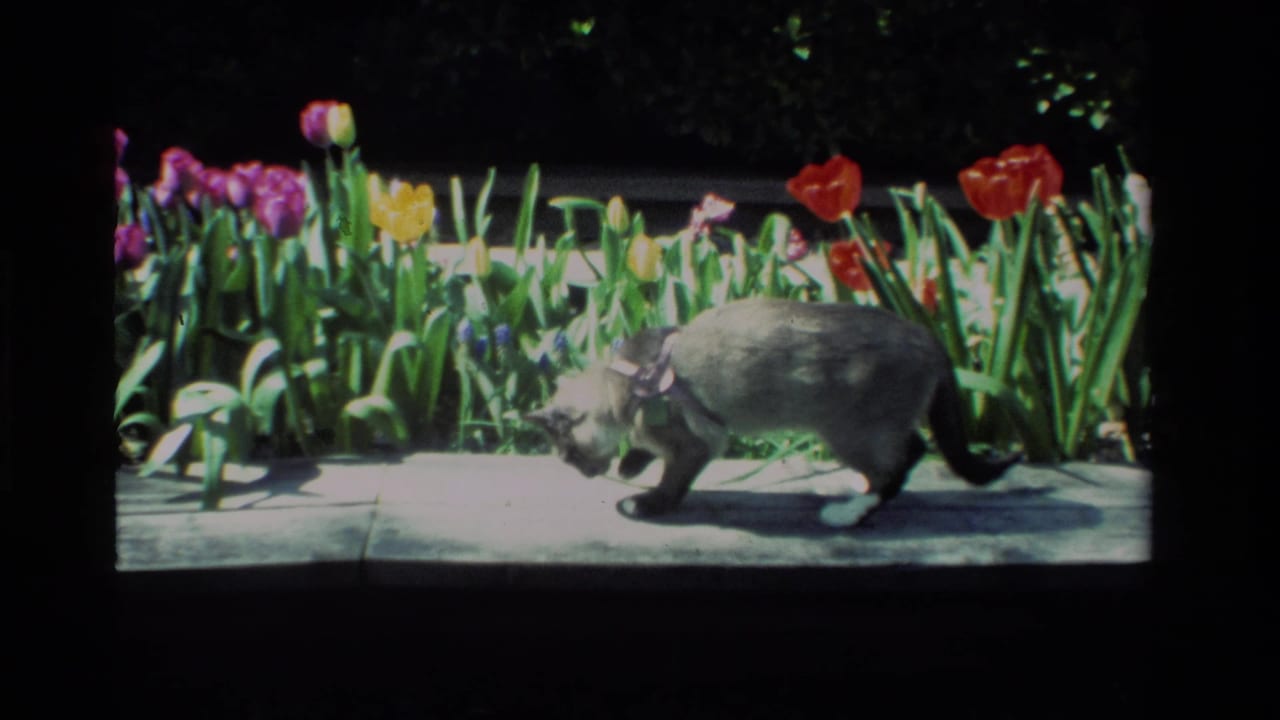 Gray cat walks along a sunlit path with tulips and green leaves behind it.