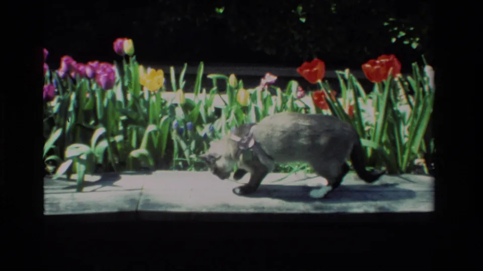 The gray cat walks across a bright stone path in a California garden, with colorful tulips and dense green foliage behind it.
