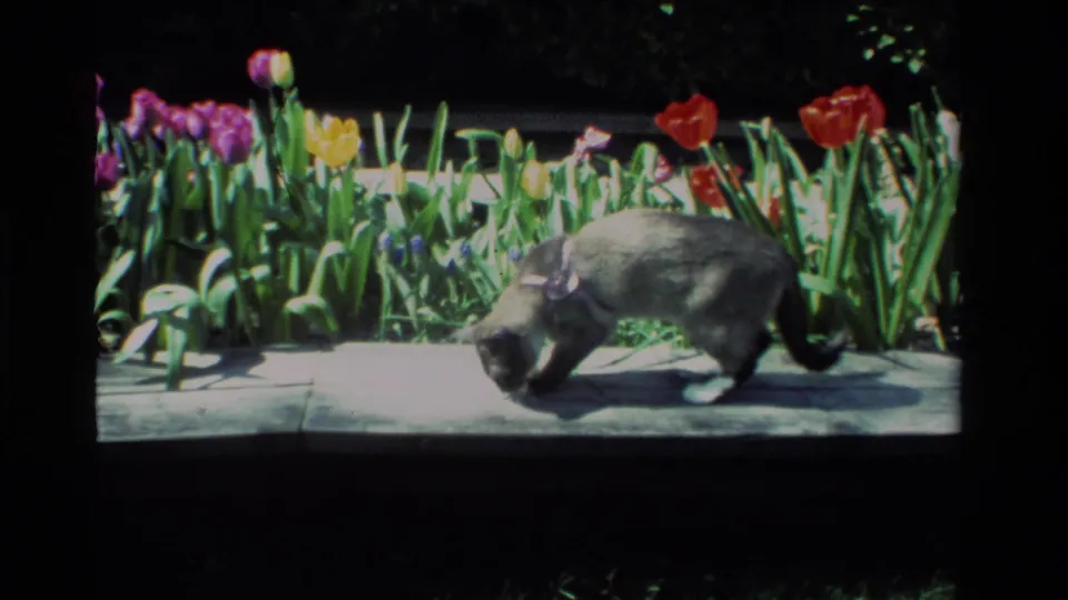 A gray harnessed cat lowers its head toward the stone paving while tulips and green foliage fill the background.