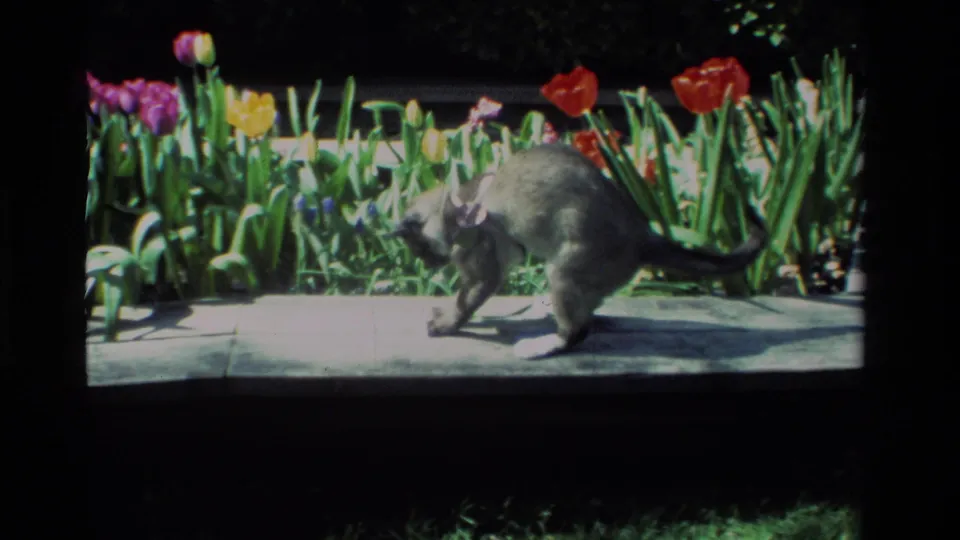 The gray cat pauses mid-step on a California garden path, framed by red tulips, green foliage, and deep shade behind the flower bed.