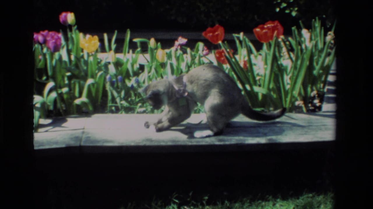 In 1984 California 8mm footage, a light-colored collared cat crouches near a small object on a sunny concrete garden path by tulips.