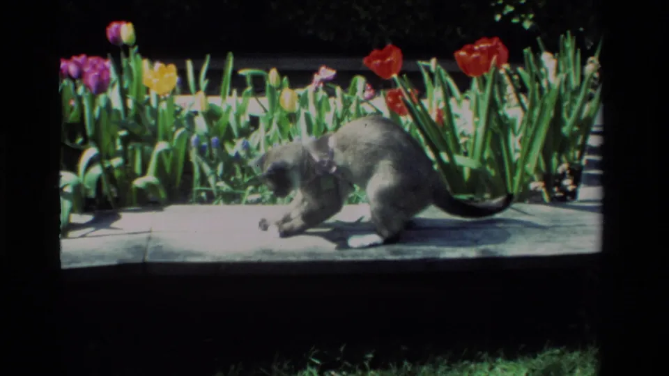 In 1984 California 8mm footage, a light-colored collared cat crouches near a small object on a sunny concrete garden path by tulips.