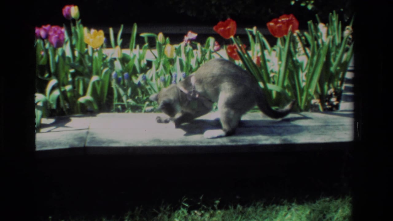 The collared cat leans forward and paws at a small object on the concrete path, with colorful tulips behind it.