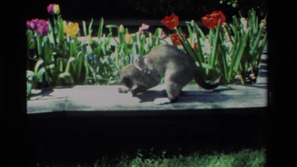 The collared cat leans forward and paws at a small object on the concrete path, with colorful tulips behind it.