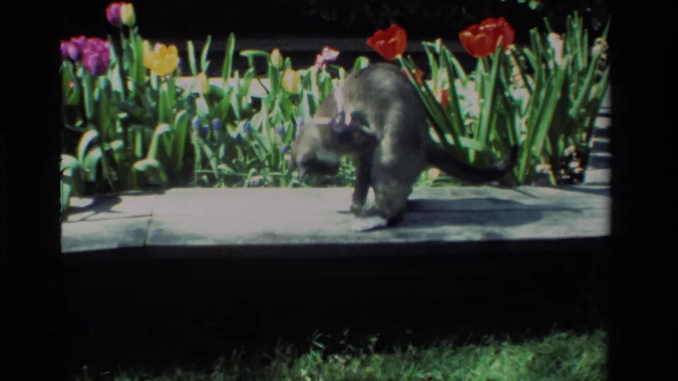 The light-colored cat shifts upward beside the tulips, still focused on the small object on the garden path.