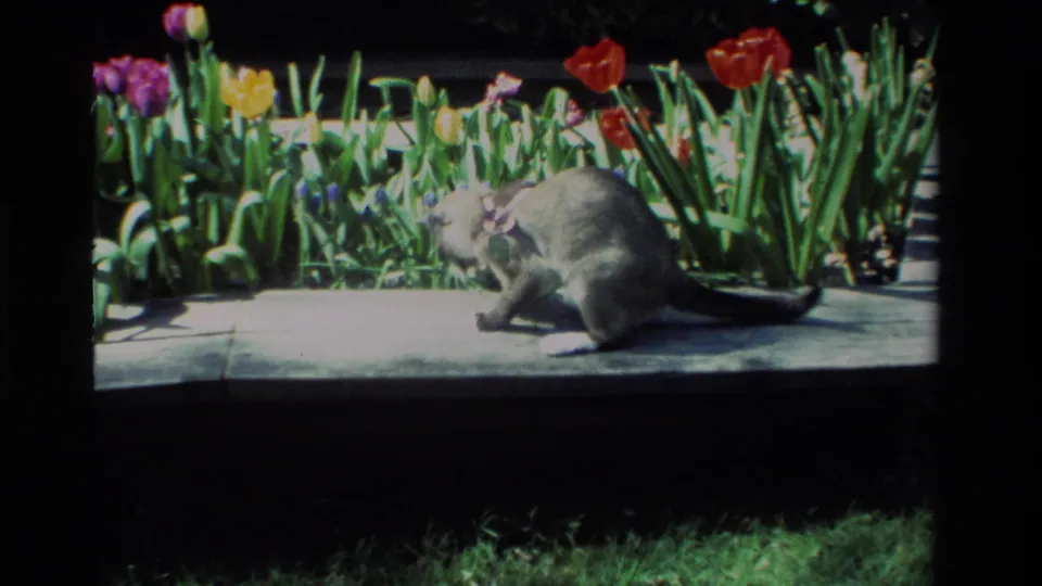 The collared cat crouches low on the sunny concrete path, framed by red tulips, yellow flowers, and green foliage.