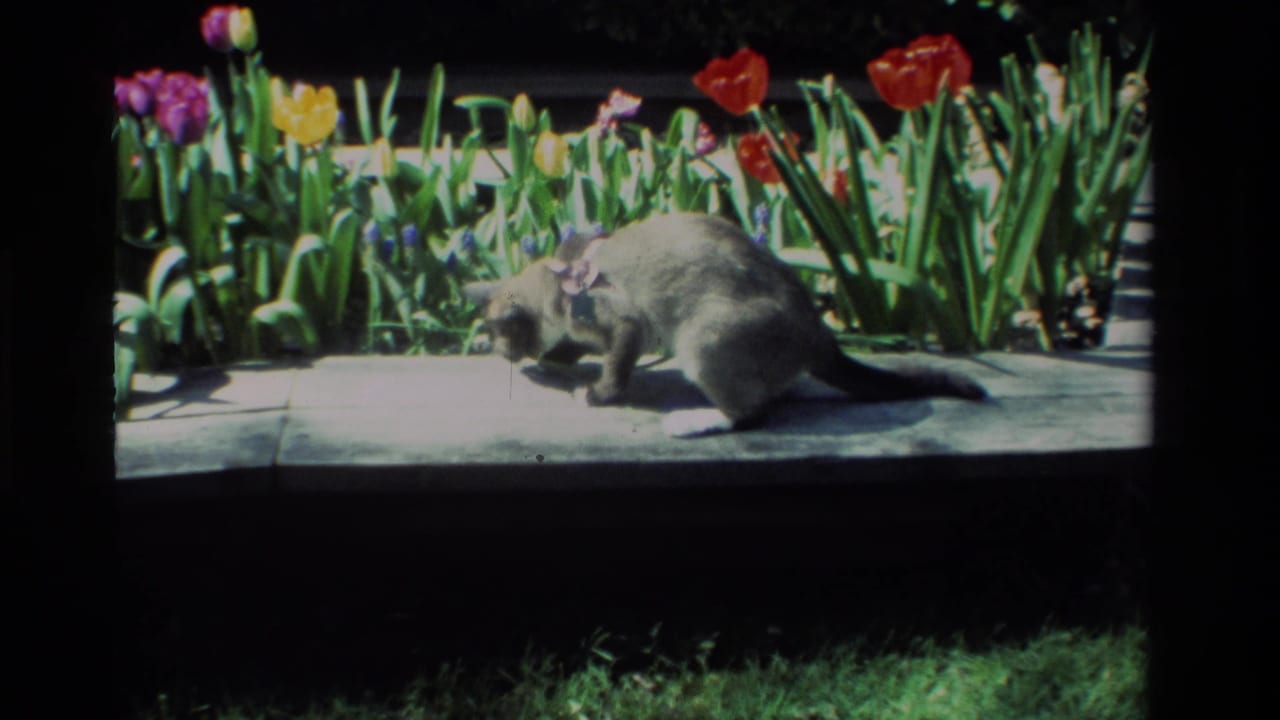 In 1984 California home-movie footage, a gray cat lowers its head on a stone ledge beside red, yellow, and purple garden flowers.