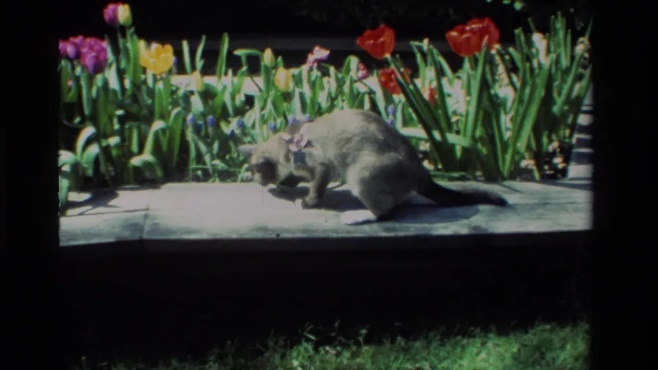 In 1984 California home-movie footage, a gray cat lowers its head on a stone ledge beside red, yellow, and purple garden flowers.