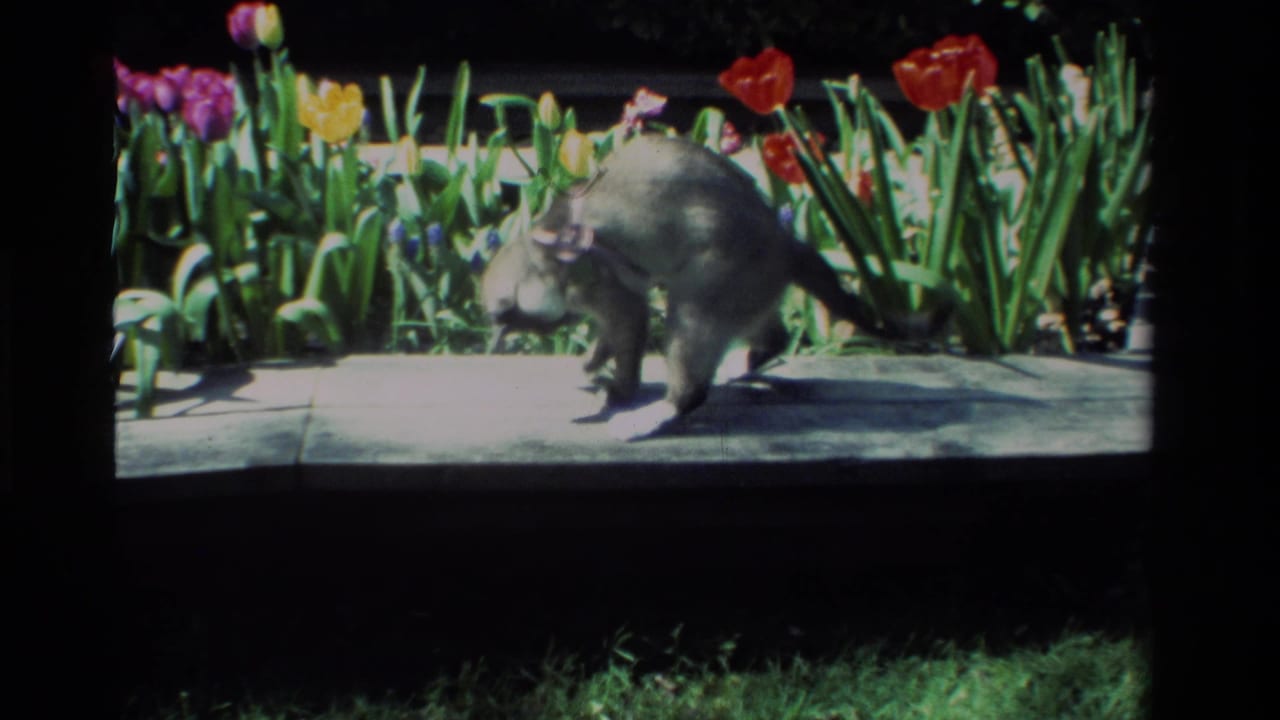 The gray cat stands alert on a garden ledge in the California 1984 clip, framed by bright tulips and dense green leaves.