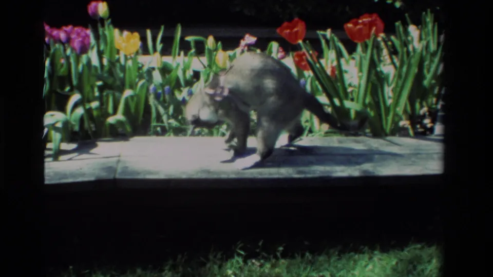 The gray cat stands alert on a garden ledge in the California 1984 clip, framed by bright tulips and dense green leaves.