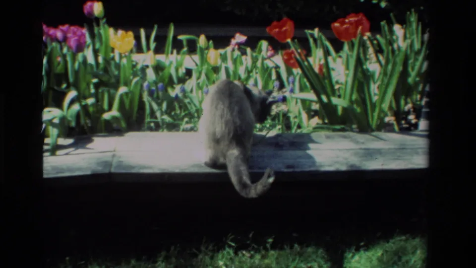 Seen from behind, the gray cat faces the flower bed on a stone ledge in this 1984 California garden home movie.