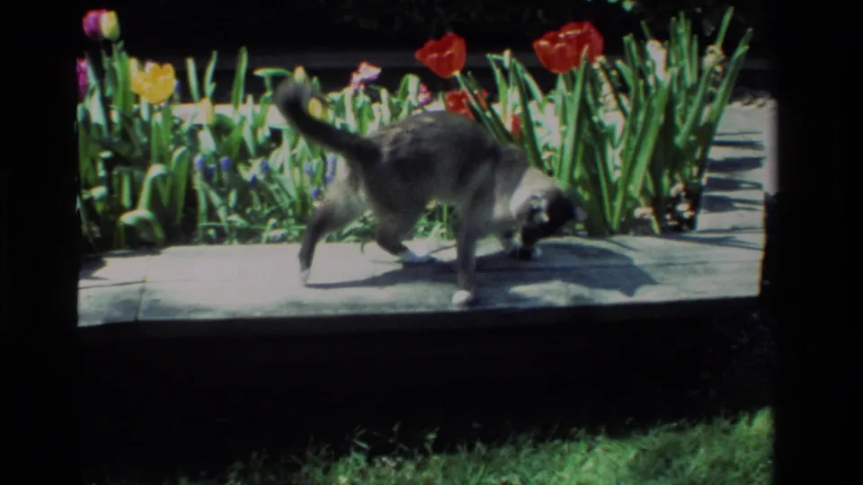 A gray cat steps across the ledge with its tail raised, with colorful tulips and garden foliage visible behind it in the 1984 California footage.