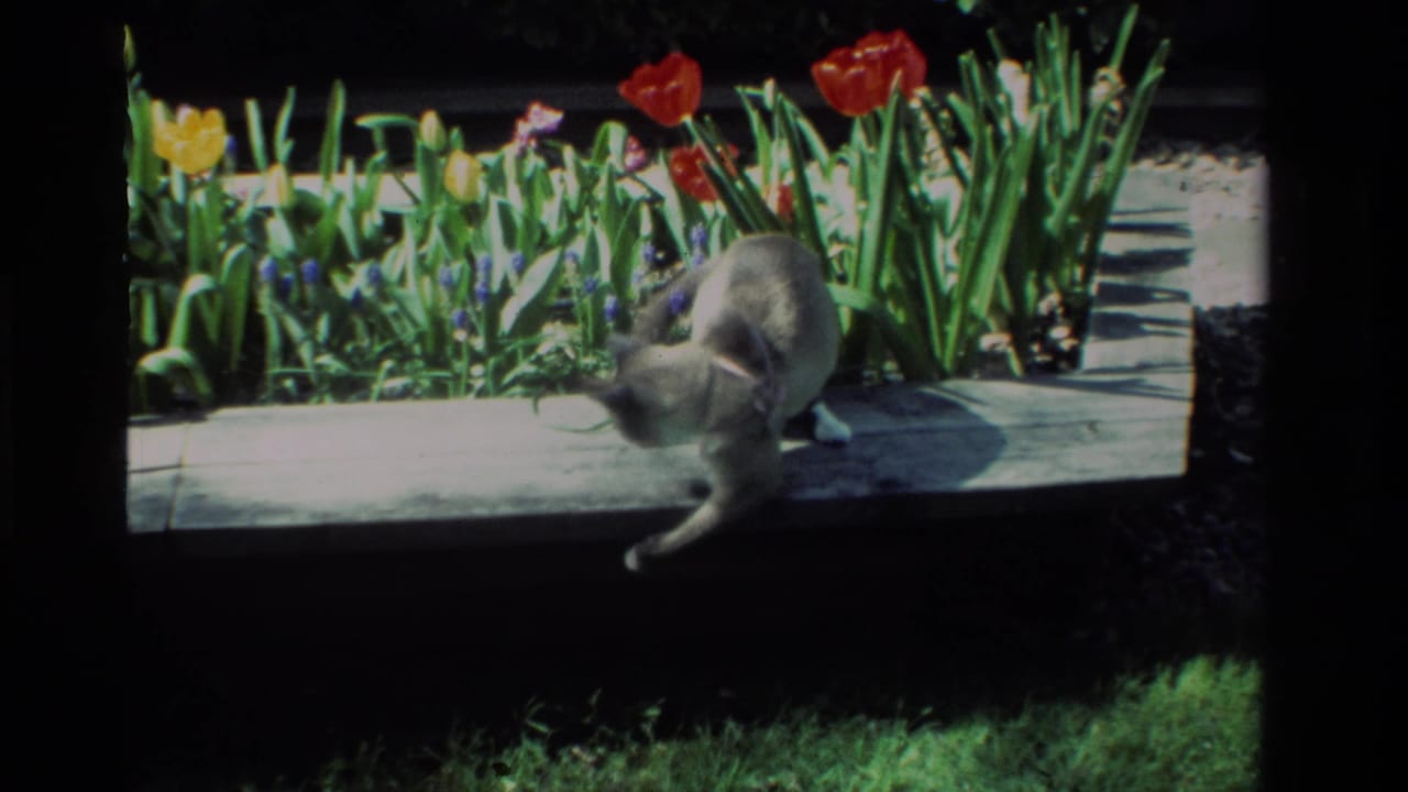 In 1984 California 8mm home-movie footage, a light-colored collared cat moves beside a flower bed with tulips and dense green foliage.