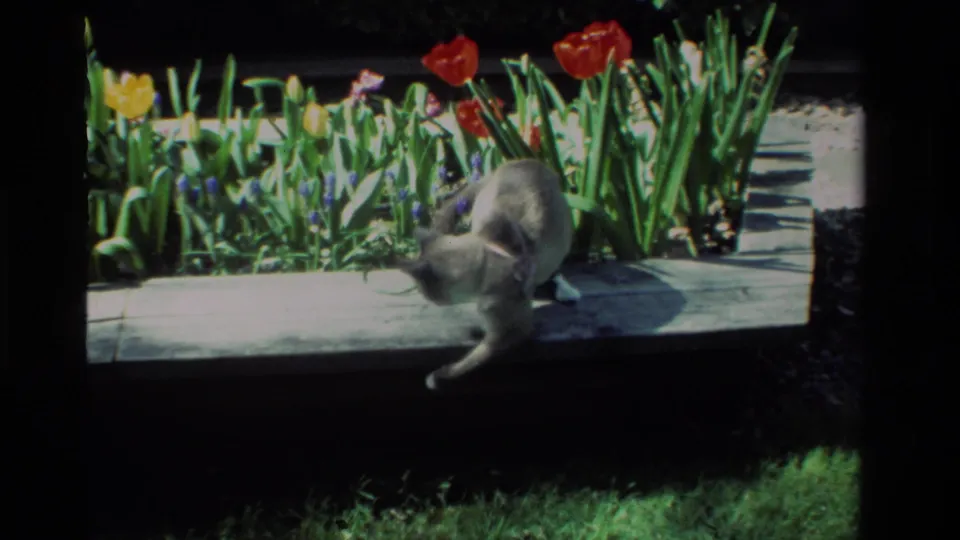 In 1984 California 8mm home-movie footage, a light-colored collared cat moves beside a flower bed with tulips and dense green foliage.