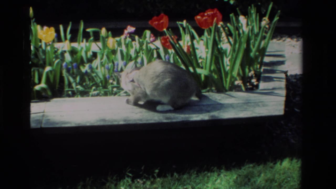 Cat crouches beside the flower bed, facing left near tulips and leafy stems.