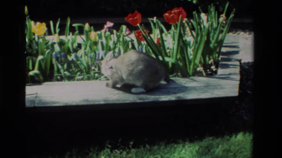 The collared cat crouches on the sunlit garden border near tulips and green leaves in the California home-movie scene.