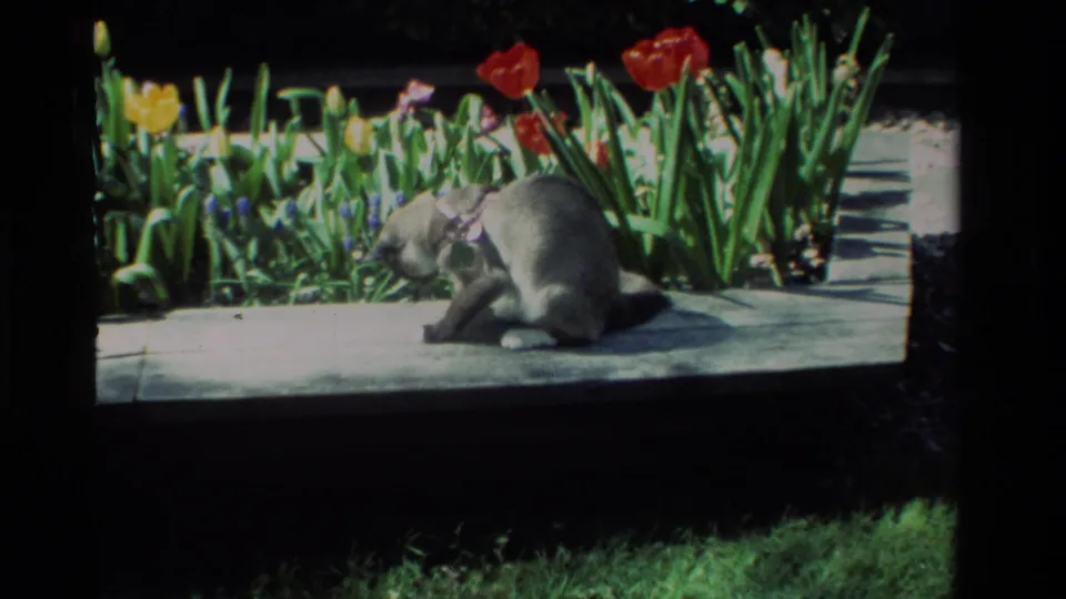 The light-colored cat sits and begins grooming on the wooden edge, with tulips, small blue flowers, and green leaves behind it.