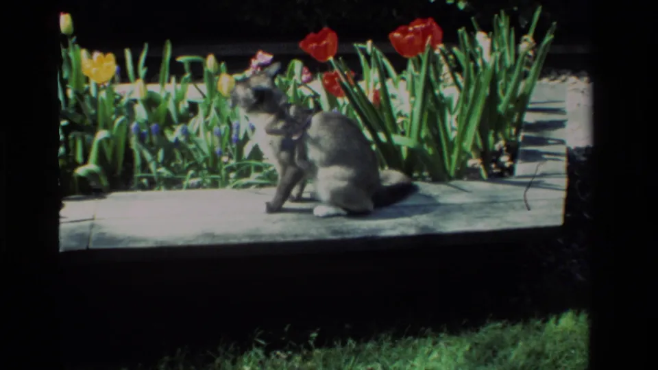 The collared cat sits upright beside the garden bed in 1984 California footage, framed by red tulips, green stems, and deep shadow.