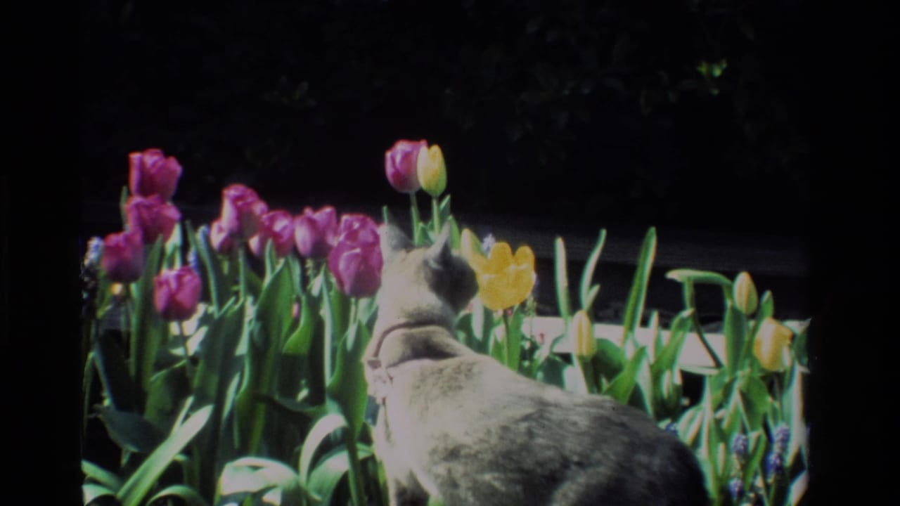 Gray collared cat moves beside purple and yellow tulips in a California garden scene from 1984 home-movie footage.