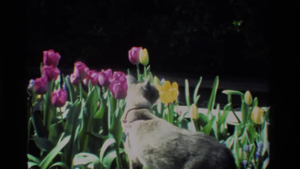 Gray collared cat moves beside purple and yellow tulips in a California garden scene from 1984 home-movie footage.