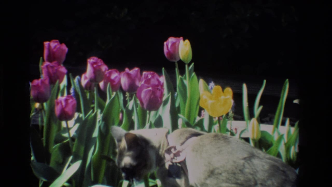Gray collared cat lowers its head among tulips and green leaves.