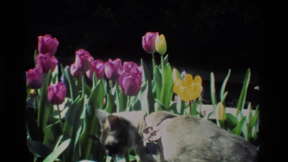 Gray collared cat sniffs low among tulip stems and leaves in a 1984 California garden home movie.