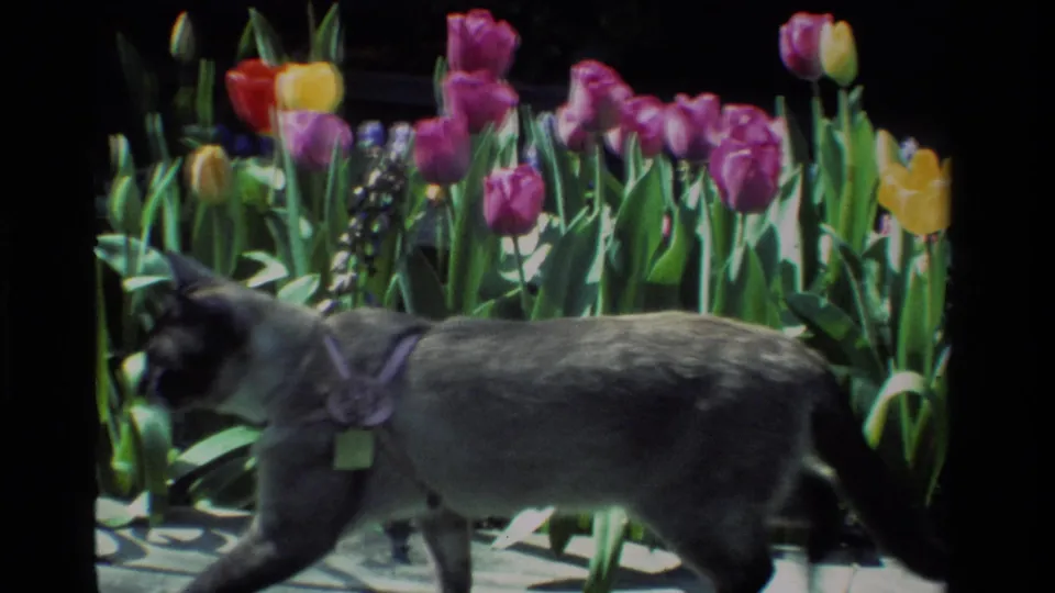 Gray collared cat crosses the foreground before purple, yellow, and red tulips in California 1984 home-movie footage.