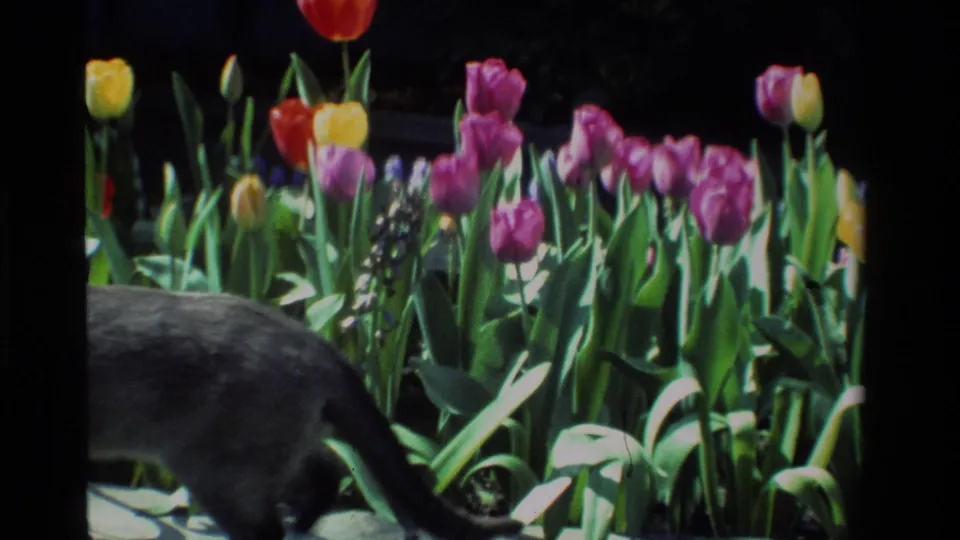 The gray cat is partly cropped at the bottom while purple, yellow, and red tulips stand in bright garden light.