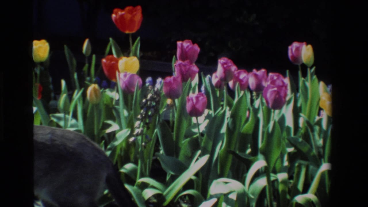 Red, yellow, and purple tulips growing in a sunny garden bed.