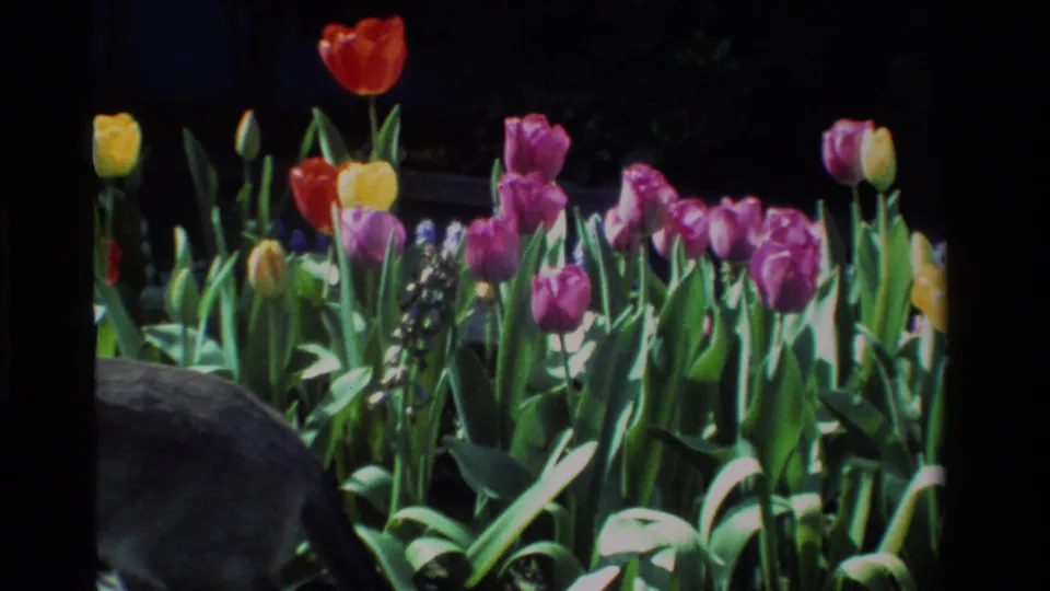 1984 California 8mm frame of colorful tulips and green foliage in bright sun against a dark garden background.